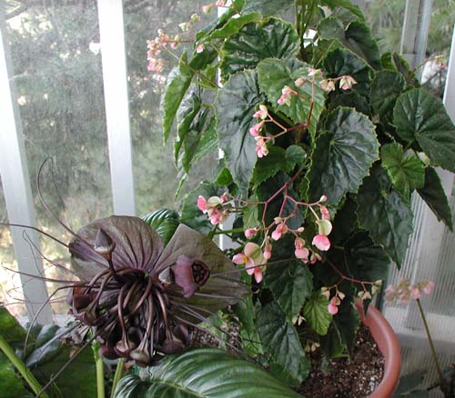 B. ‘Julie Vanderwilt’